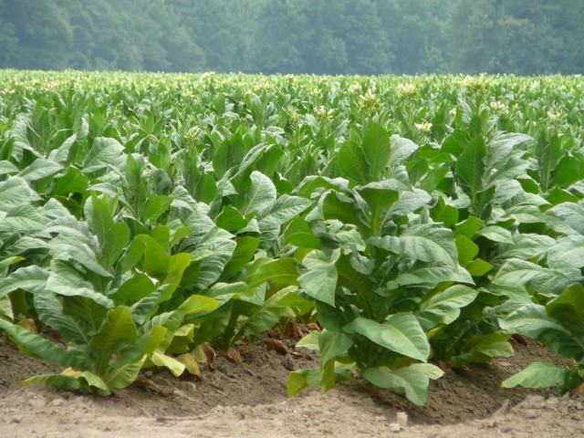 Row Crops and Tobacco